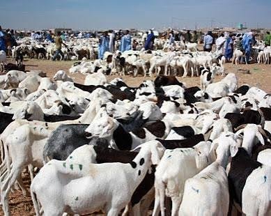 السعودية ترفع الحظر عن استيراد المواشي الموريتانية وتستأنف التبادل التجاري